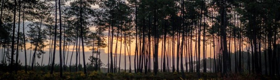 COUREURS DE SEMISENS